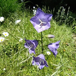 Pfirsichblättrige Glockenblume blau